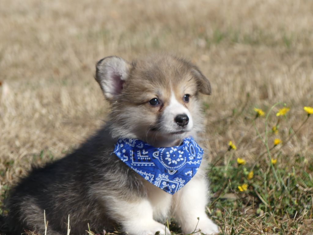 des Terres des Forges - Chiots disponibles - Welsh Corgi Pembroke
