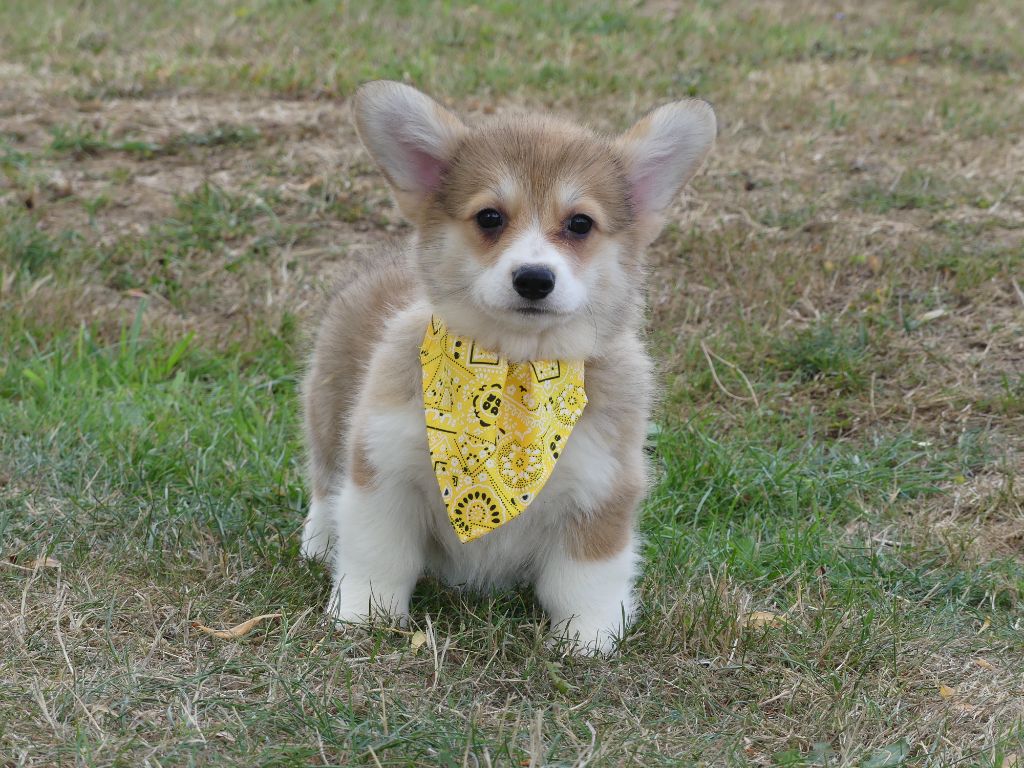 des Terres des Forges - Chiots disponibles - Welsh Corgi Pembroke