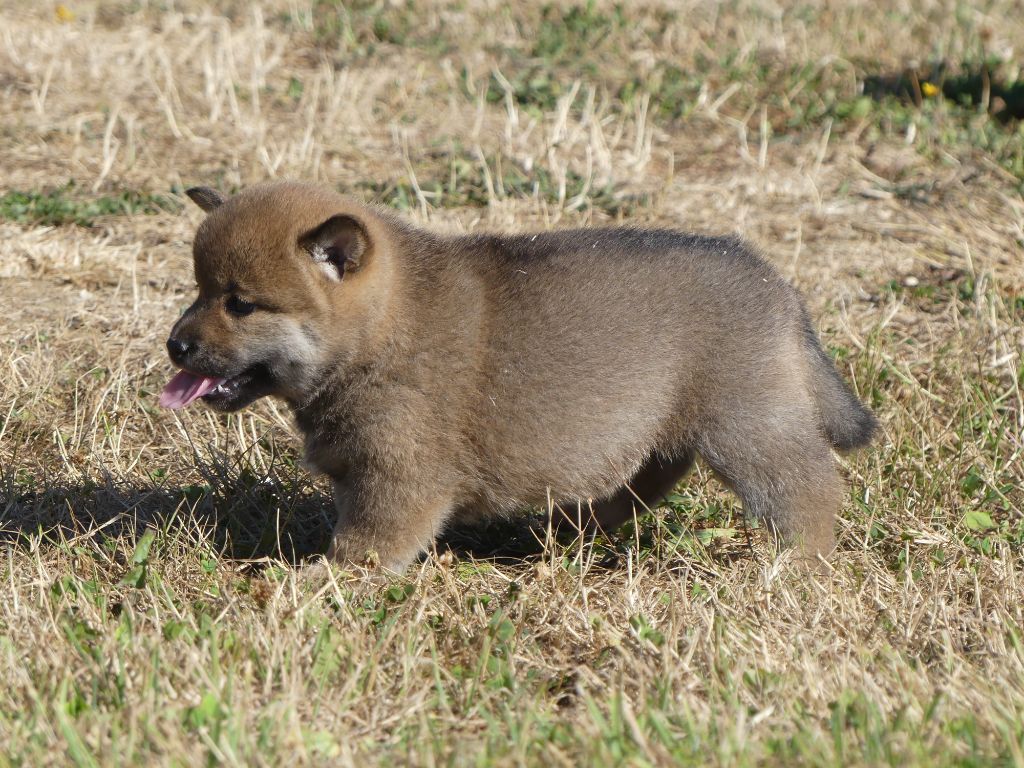 des Terres des Forges - Chiots disponibles - Shiba