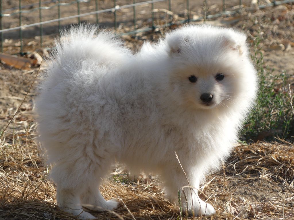 des Terres des Forges - Chiots disponibles - Spitz japonais