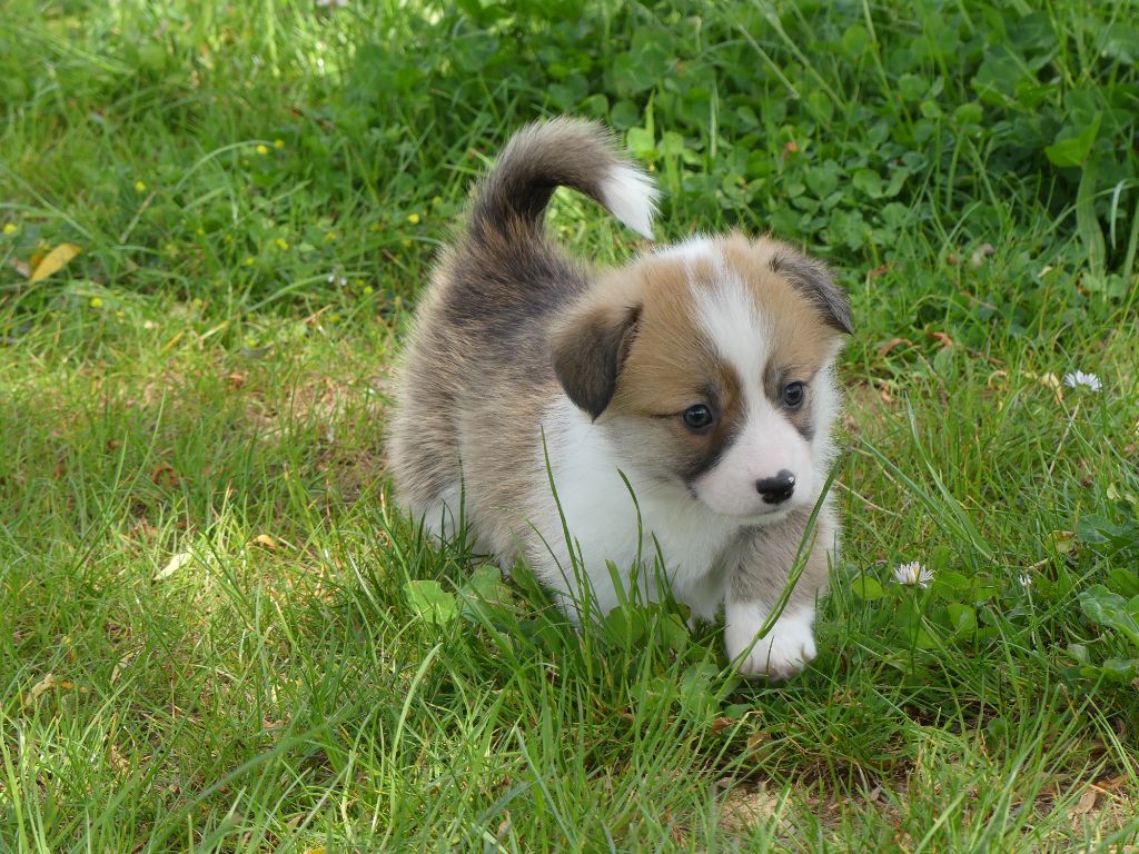 Chiot Welsh Corgi Pembroke des Terres des Forges