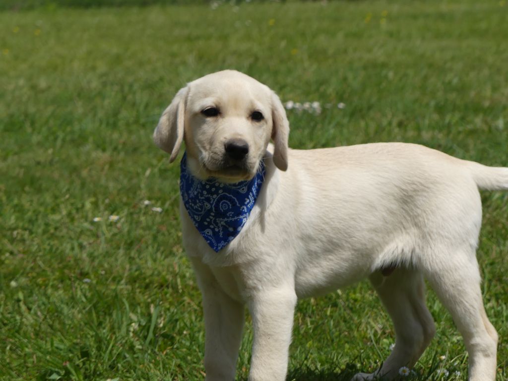 des Terres des Forges - Chiots disponibles - Labrador Retriever